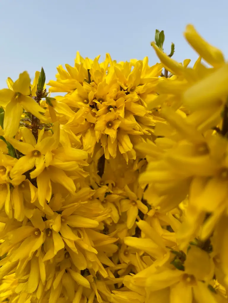 Forsythia